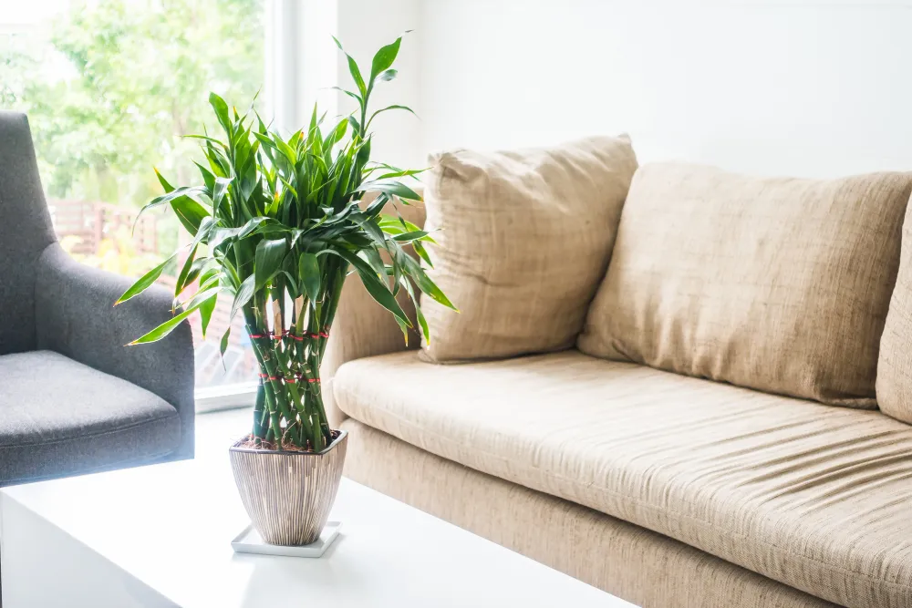 Two armchairs and a sofa in a calm, naturally lit therapy room, arranged for a conversation about whether CBT or medication is the right first step for anxiety